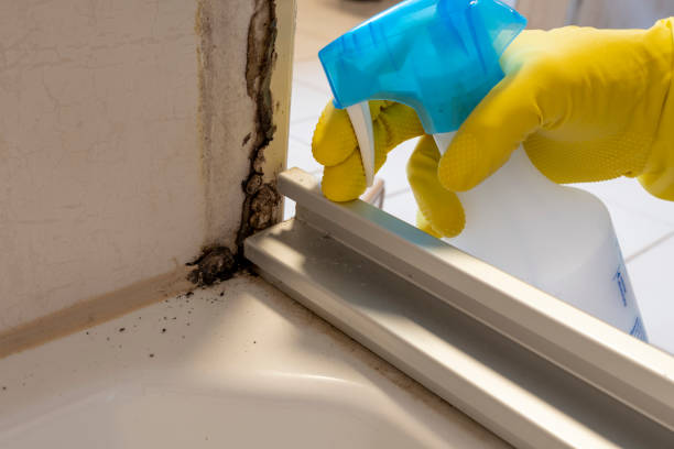 Best Health and Safety Mold Remediation in Winthrop, IA