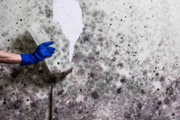 Best Mold Testing and Inspection Services in Winthrop, IA